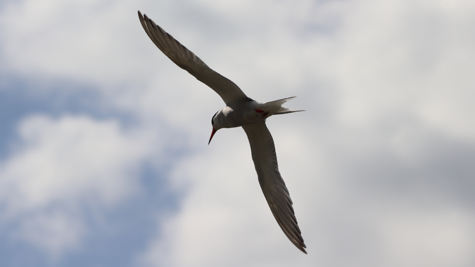 Common Tern