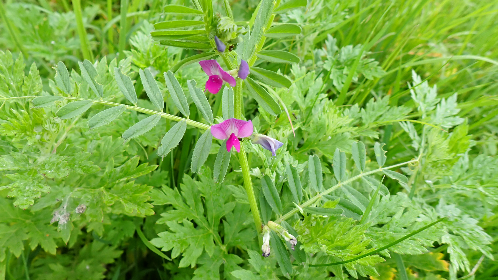 Common Vetch