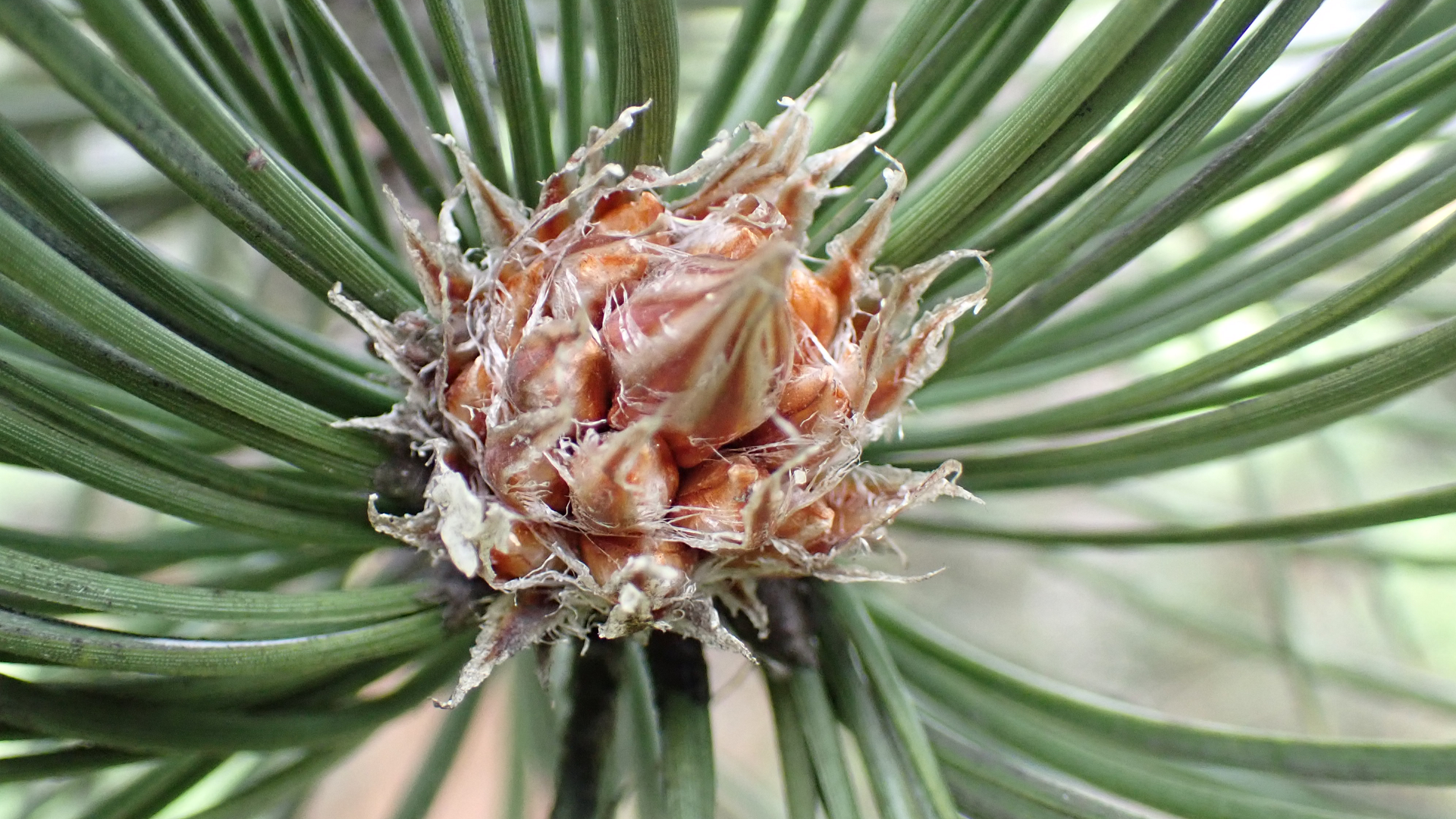 Pine Cone