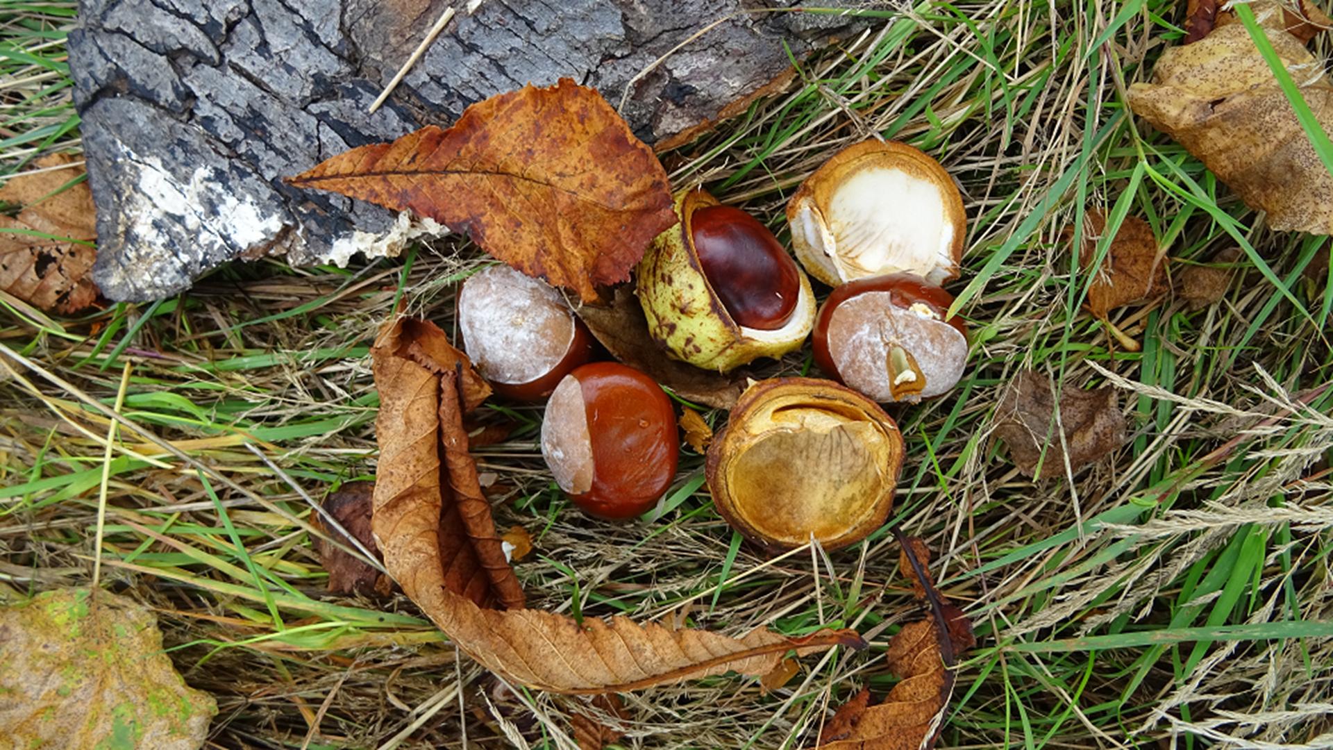 Horse Chestnut
Conkers