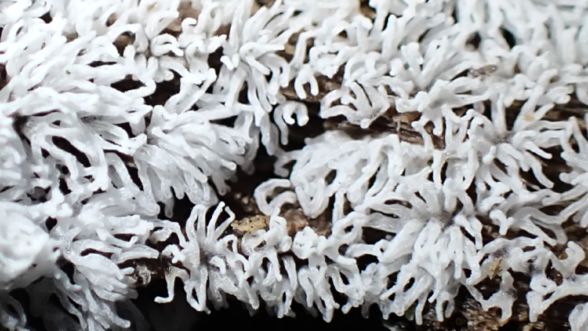 Coral Slime Mould
Ceratiomyxa fruticulosa