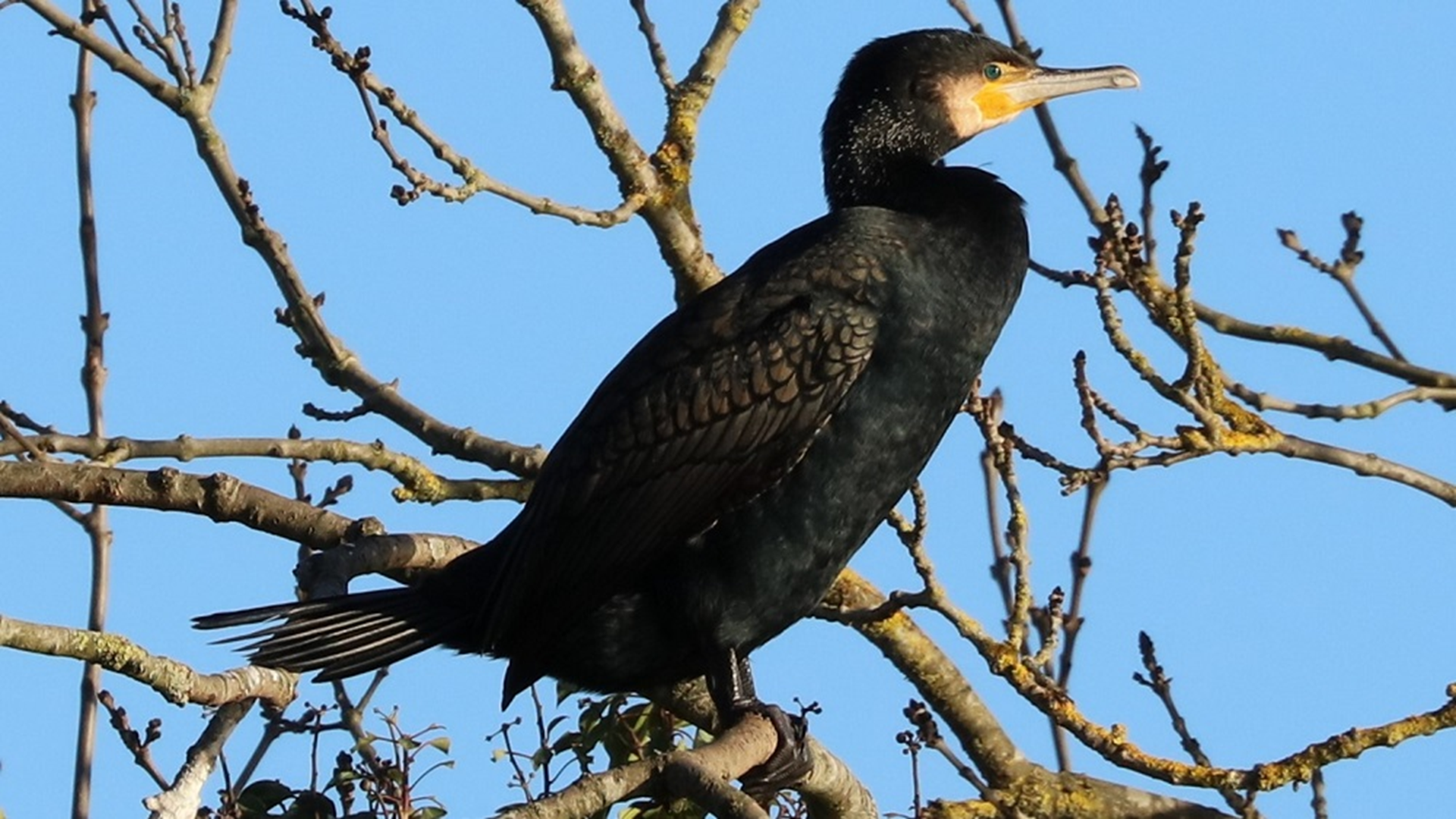 Cormorant
Phalacrocorax carbo