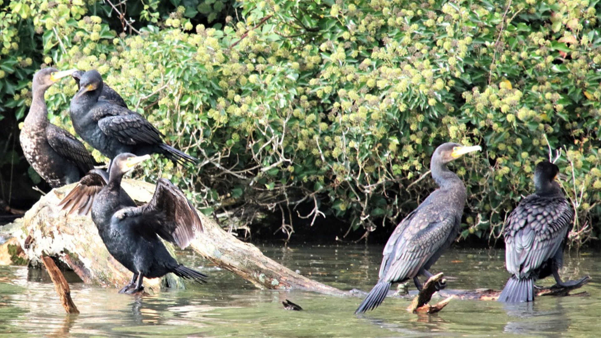 Cormorant
Phalacrocorax carbo