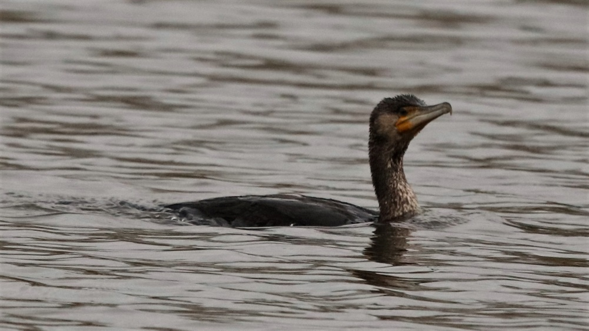 Cormorant
Phalacrocorax carbo