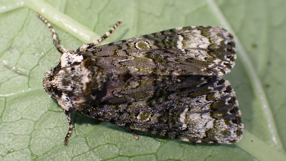 Coronet
Craniophora ligustri