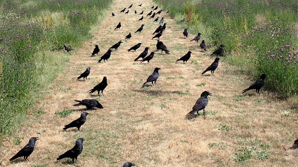 Corvids