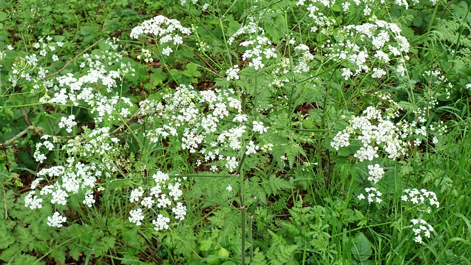 Cow Parsley