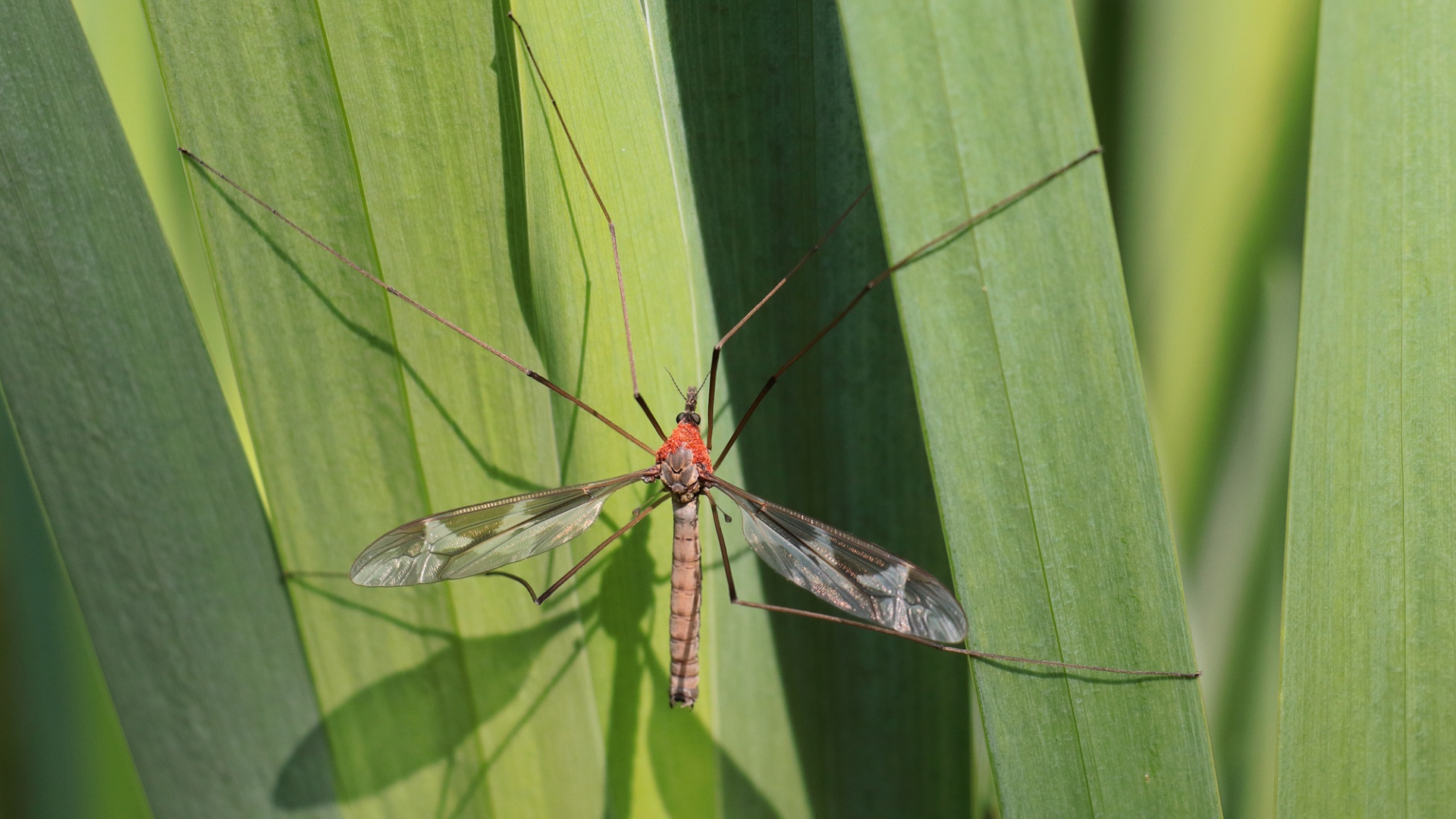 Tipula maxima