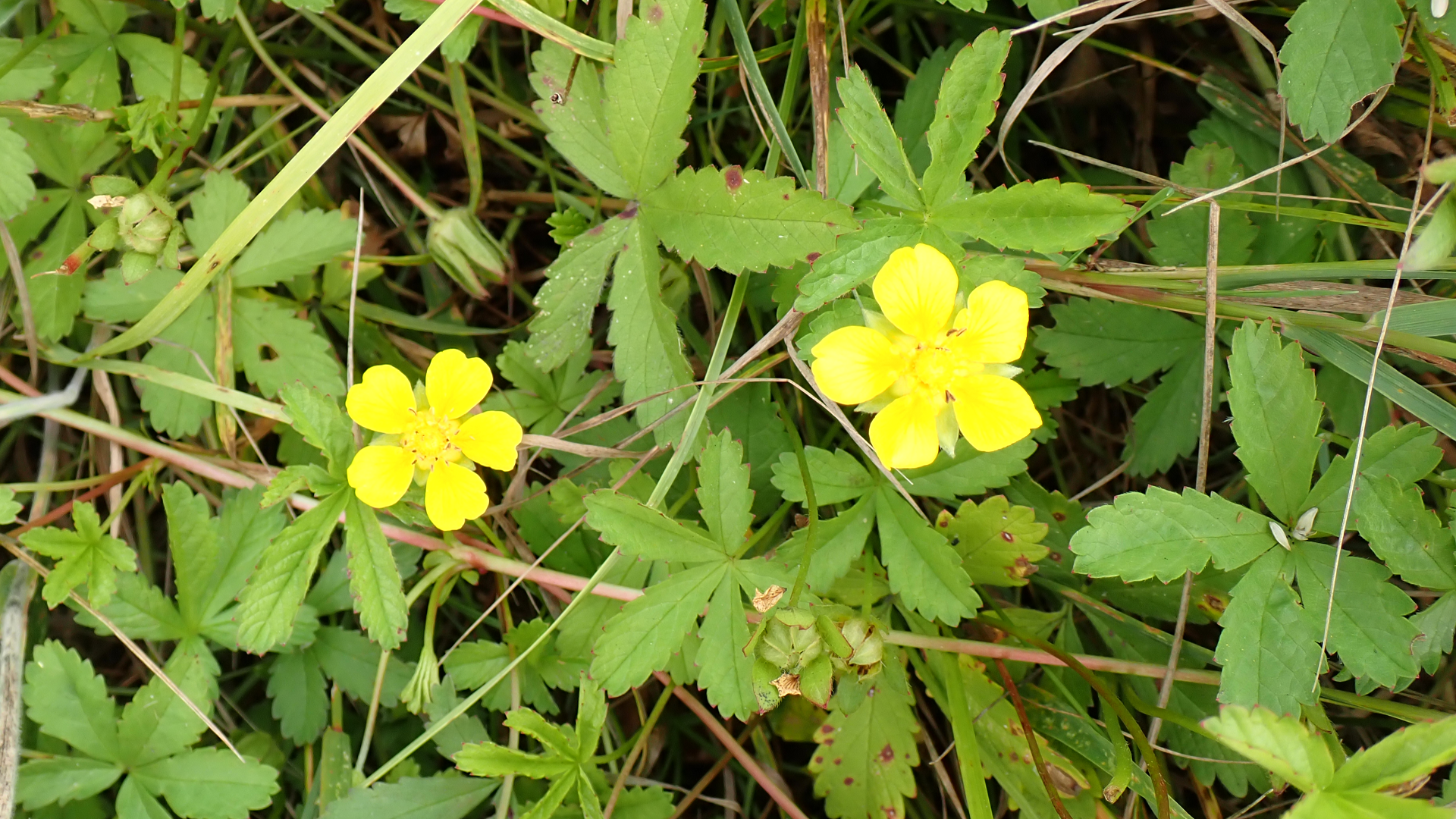 Creeping Cinquefoil
Potentilla reptans