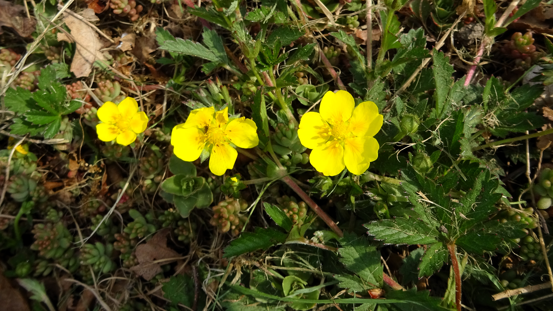 Creeping Cinquefoil