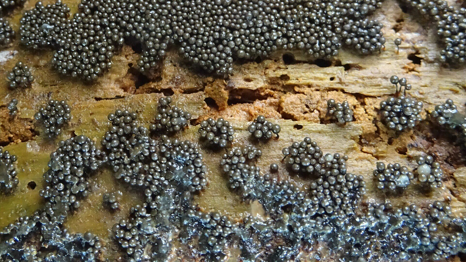 Cribraria argillacea