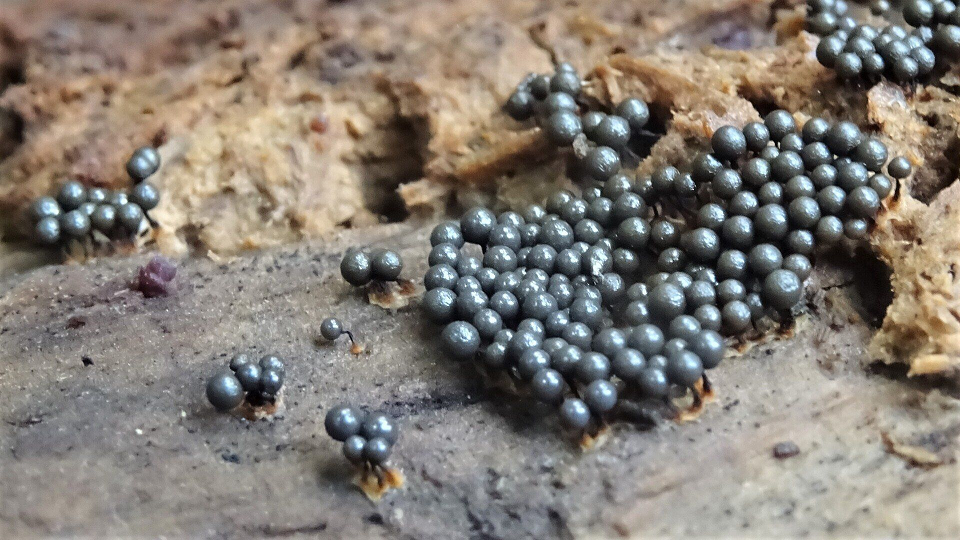 Cribraria argillacea