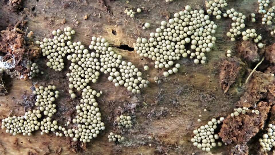 Cribraria argillacea
