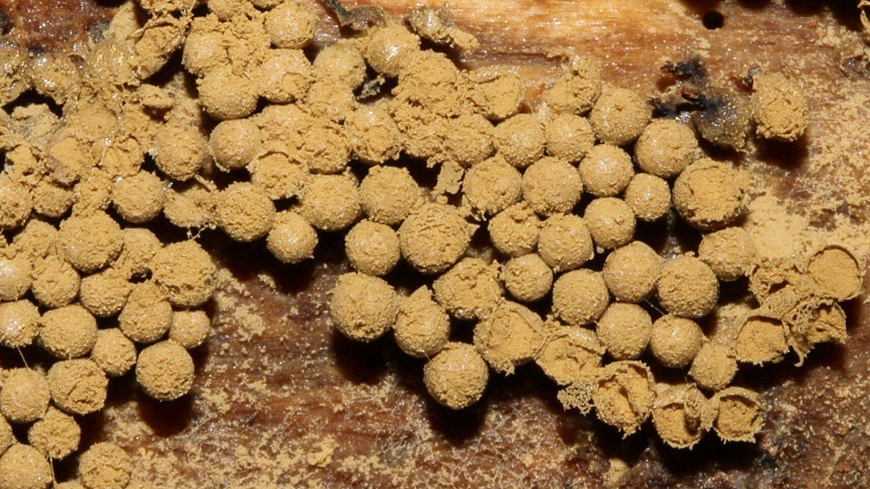 Cribraria argillacea