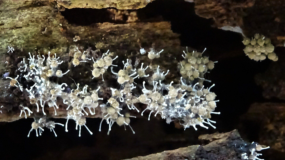 Cribraria argillacea