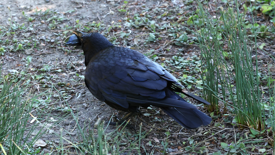 Crow fishing for mussels