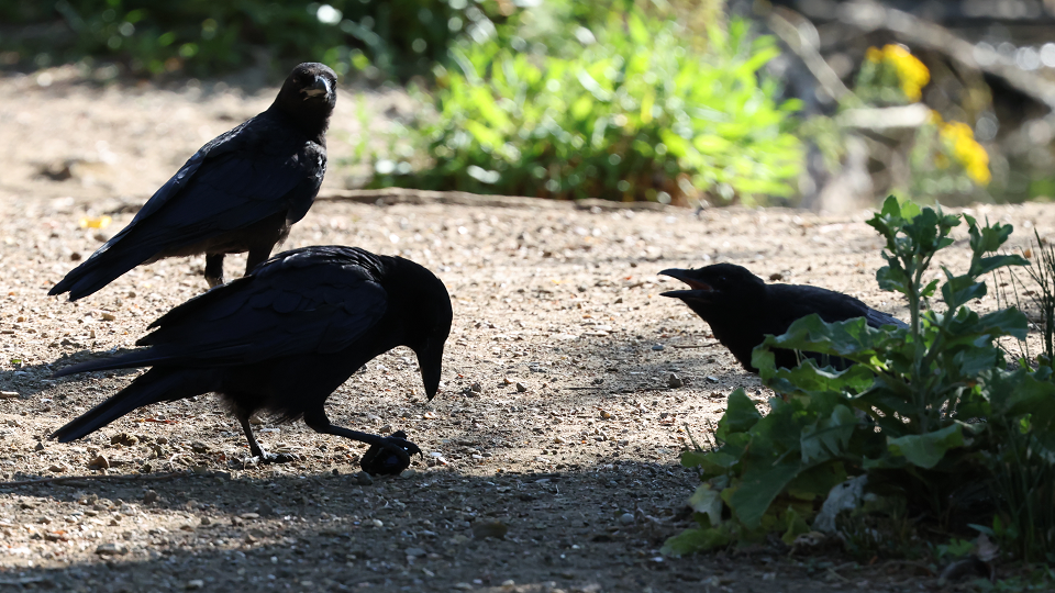 Crow fishing for mussels
