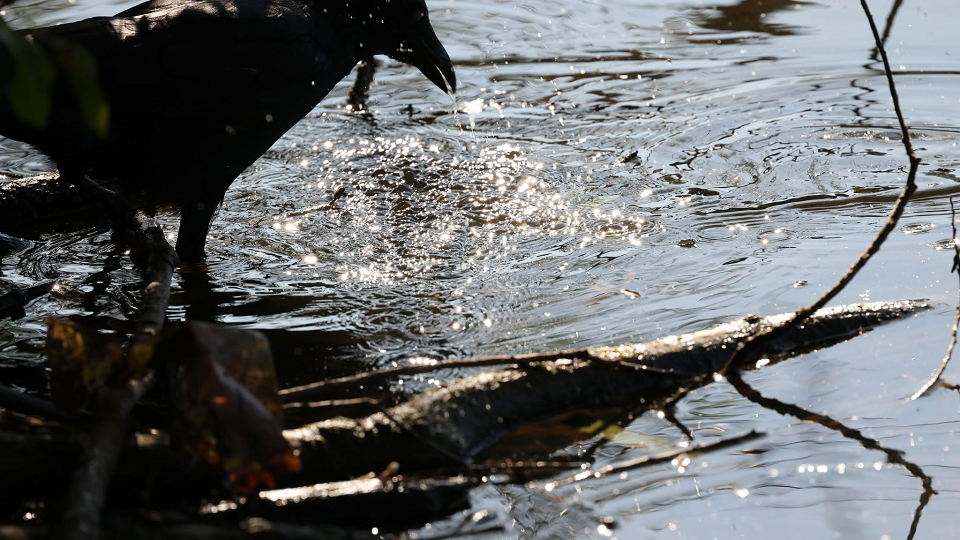 Crow fishing