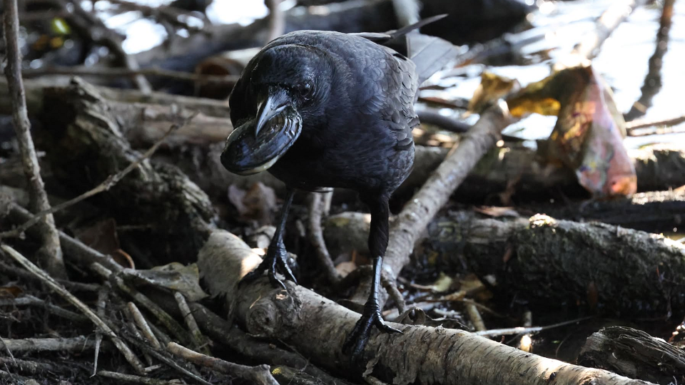 Crow fishing