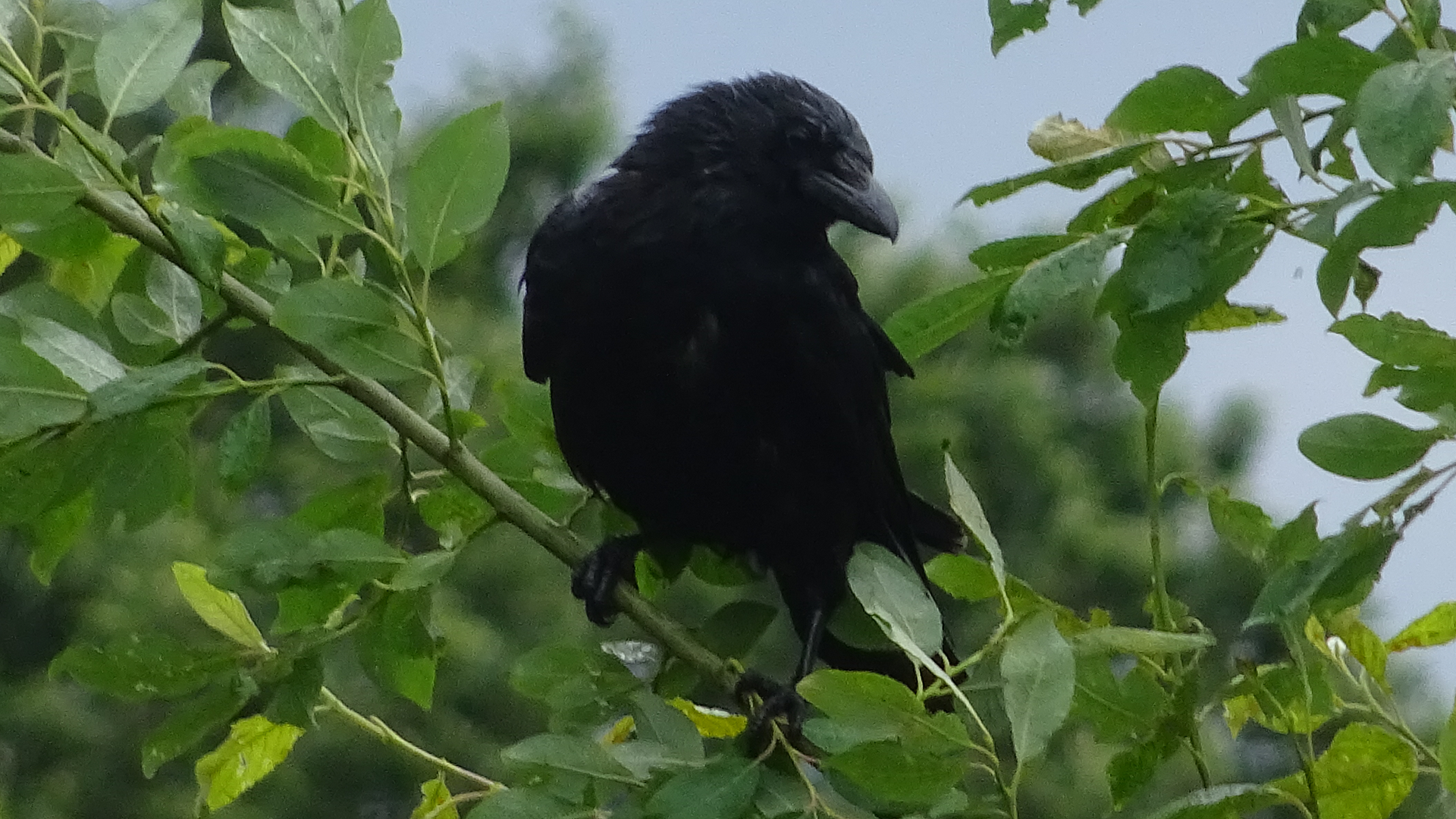 crow