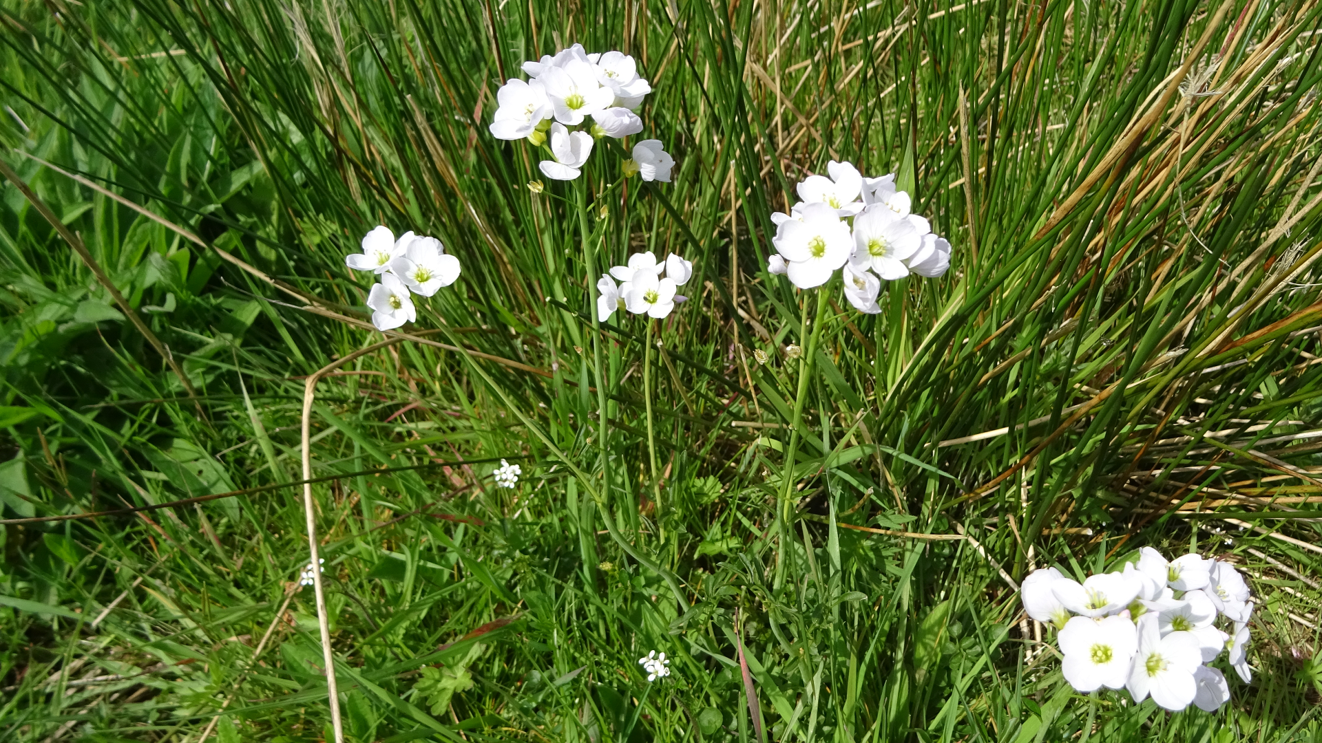 Cuckooflower