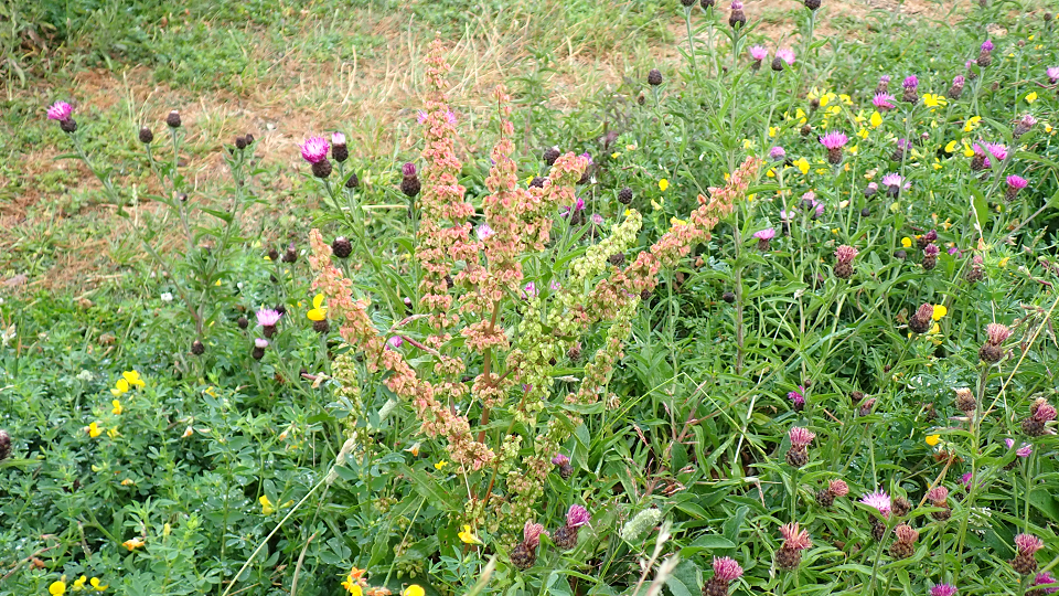 Curled Dock Rumex crispus