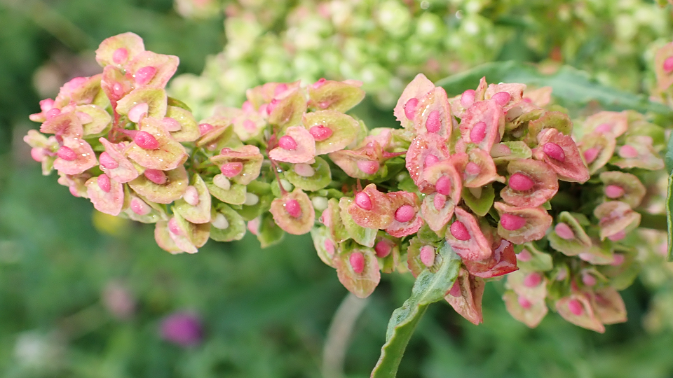 Curled Dock Rumex crispus