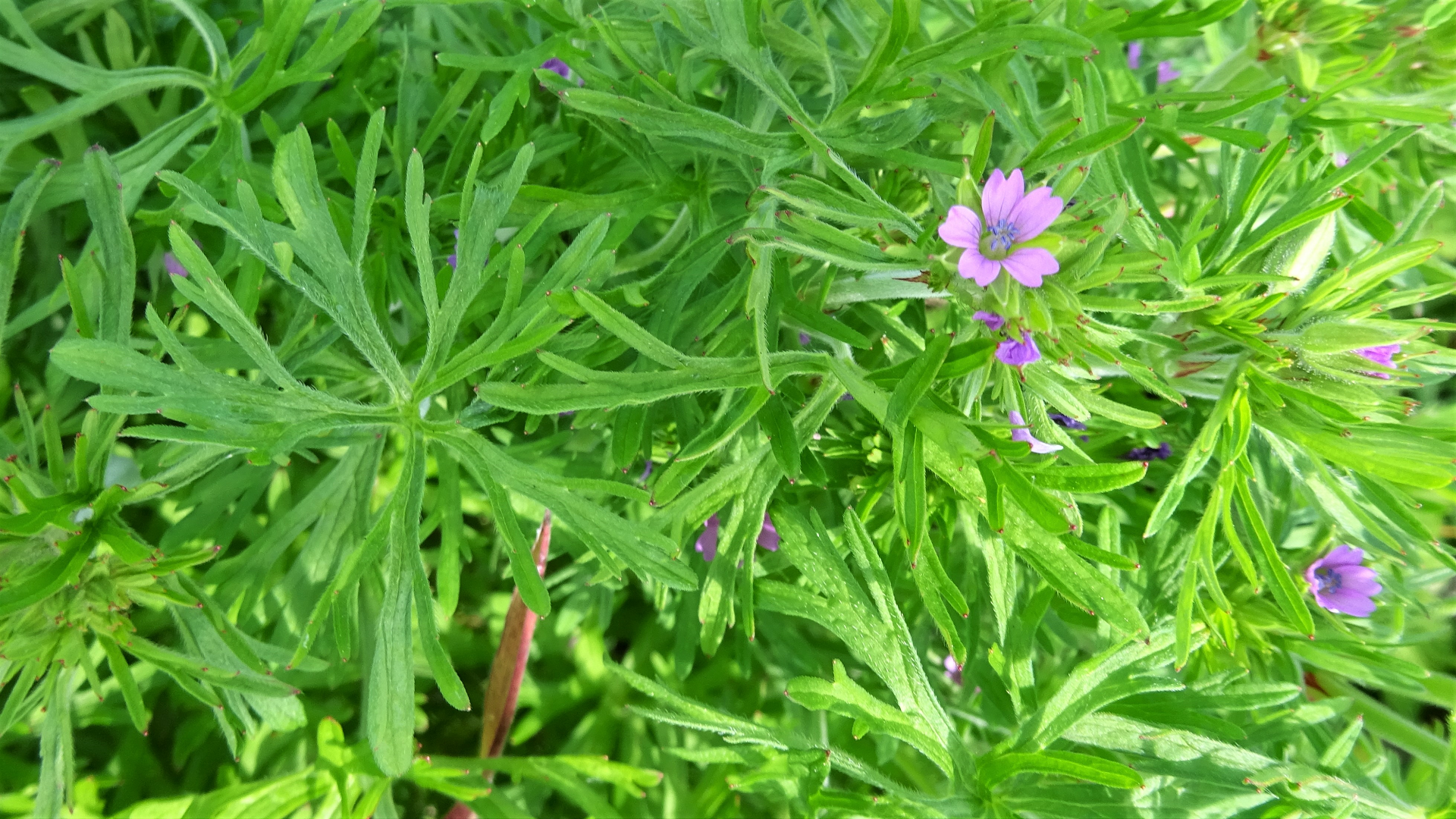 Cut-leaved Cranesbill