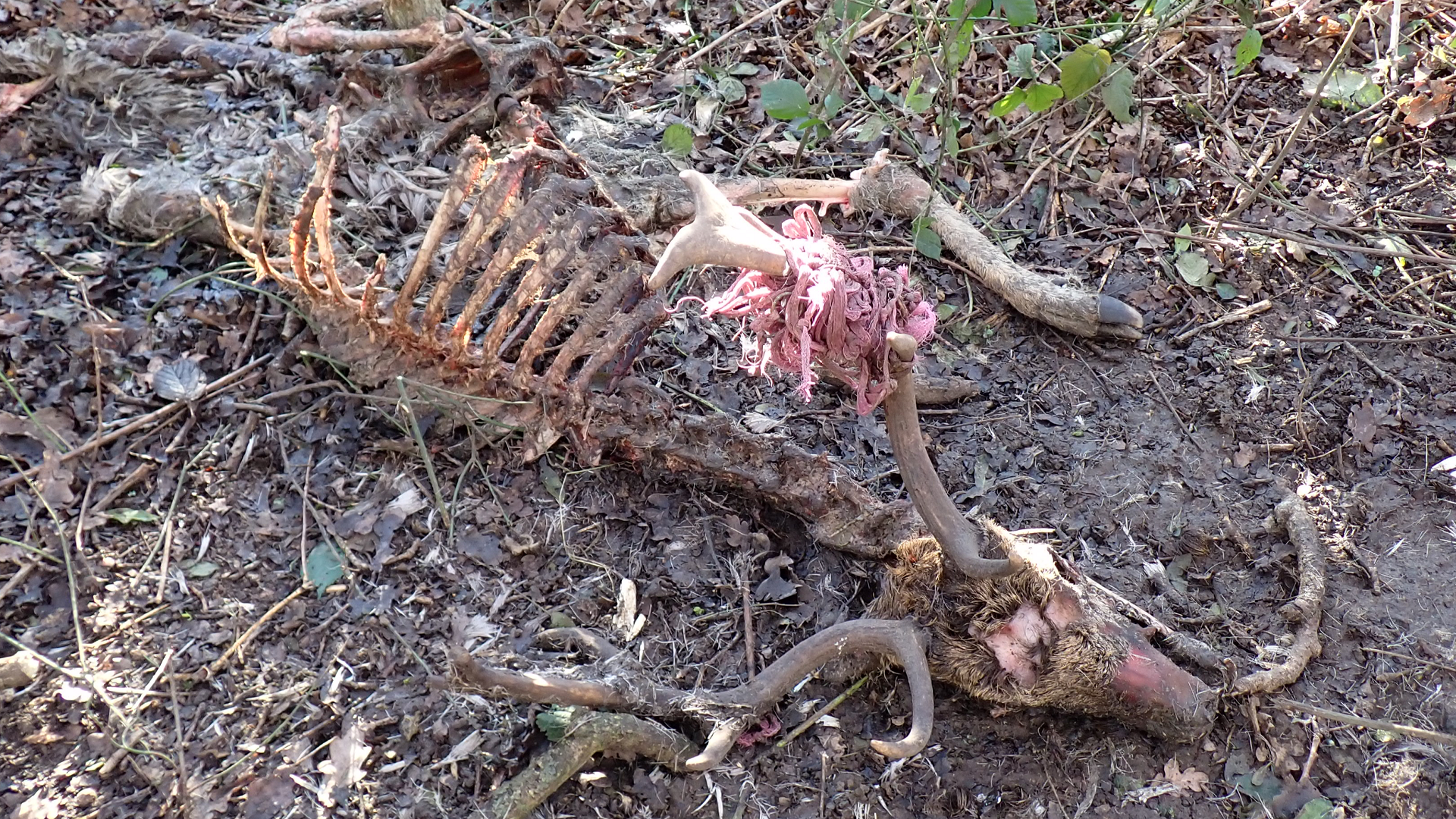 Deer skeleton