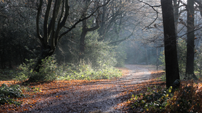 Hainault Forest