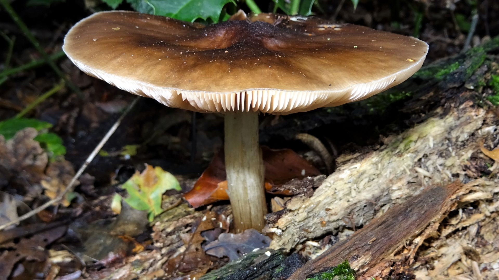 Deer Shield
Pluteus cervinus