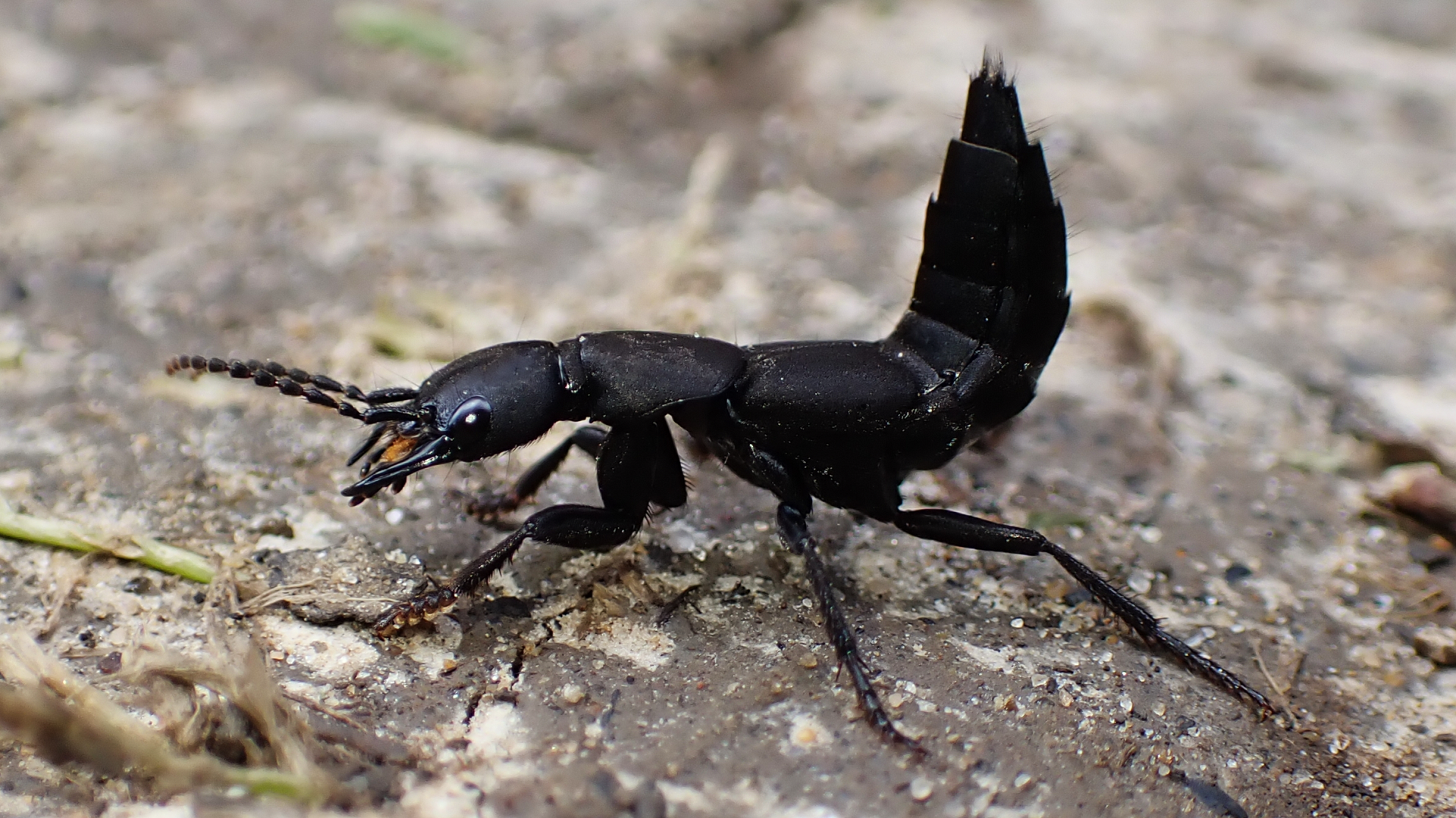 Devil's Coachhorse
Ocypus olens