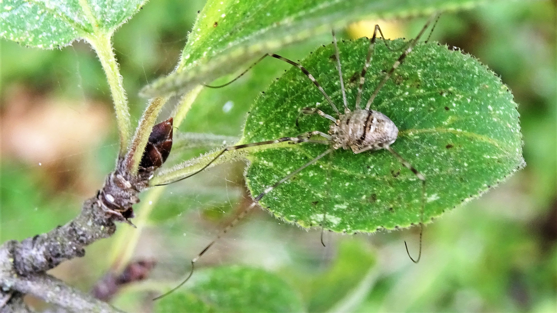 Harvestman