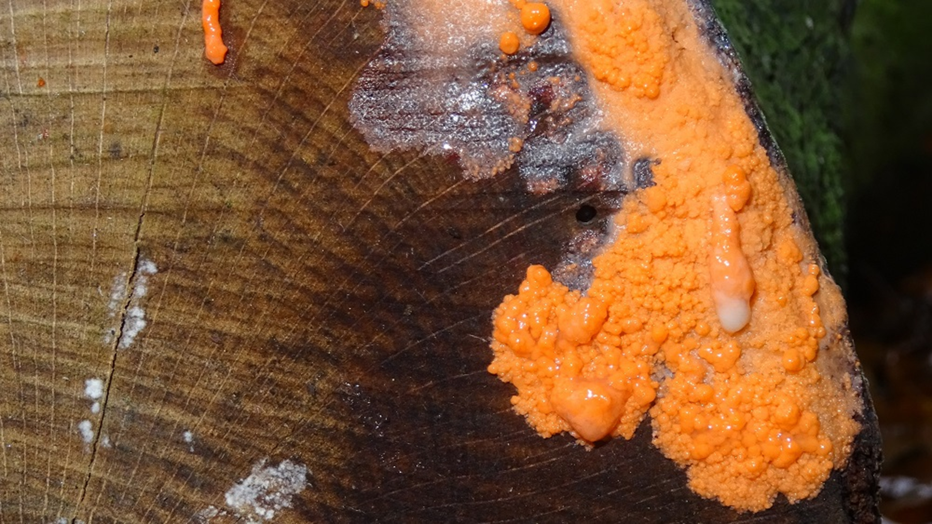 Slime Mould
Dictydiaethalium plumbeum