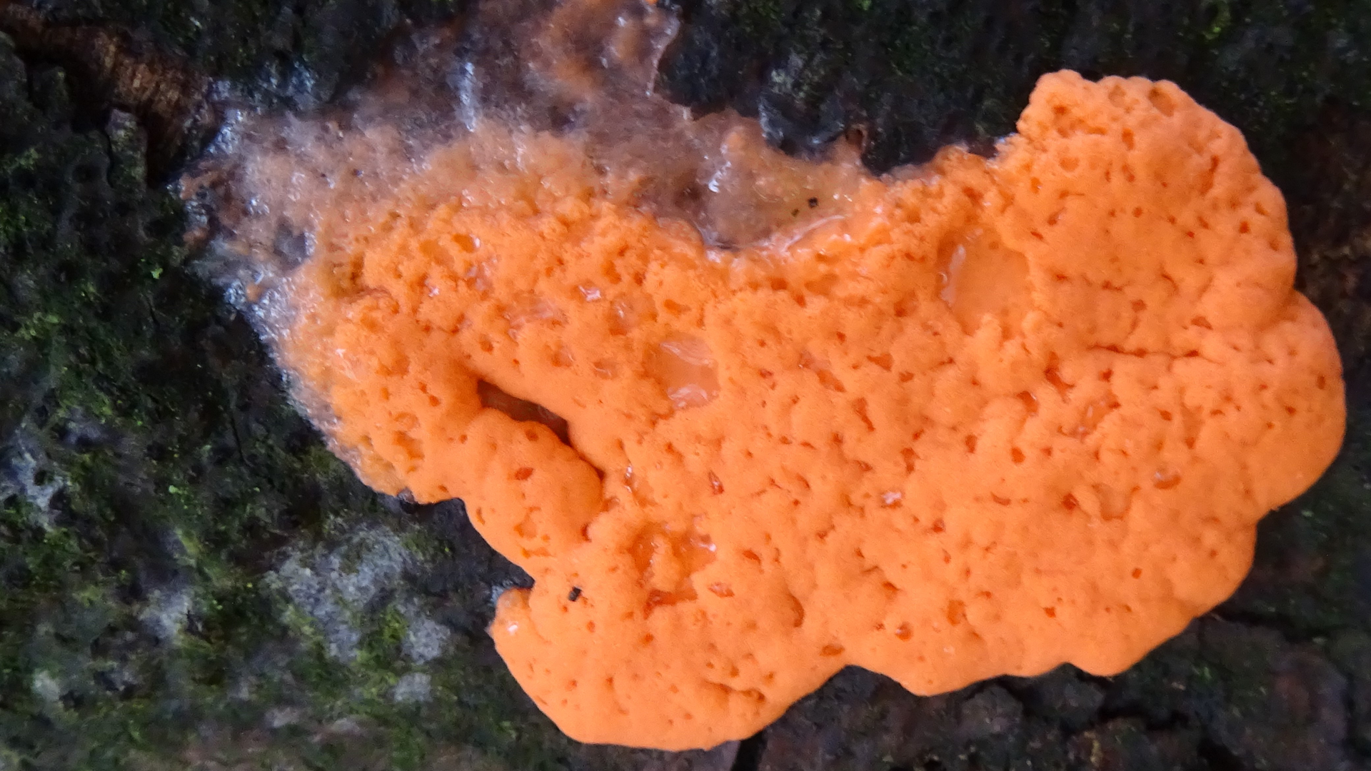 Slime Mould
Dictydiaethalium plumbeum