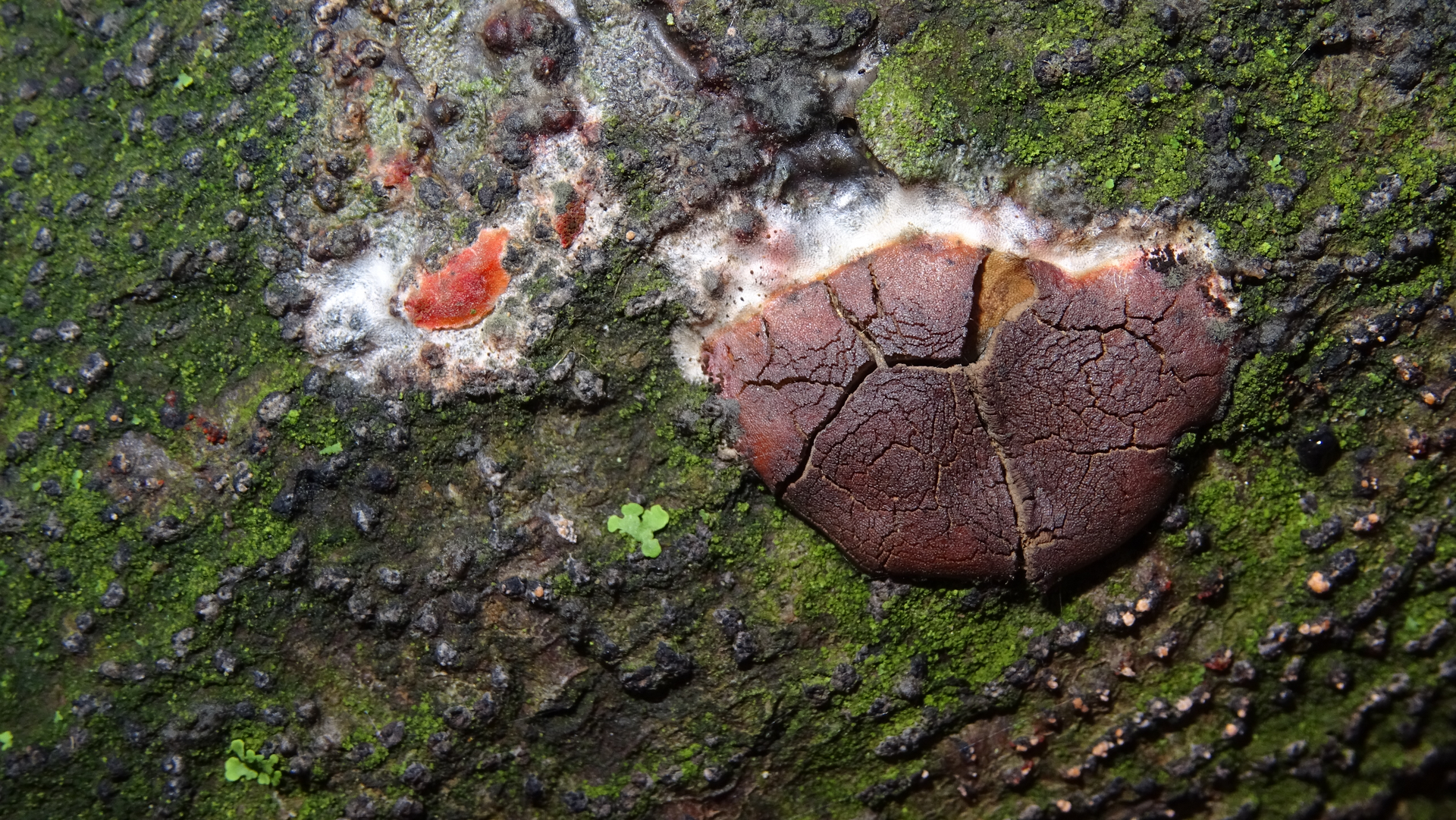 Slime Mould
Dictydiaethalium plumbeum