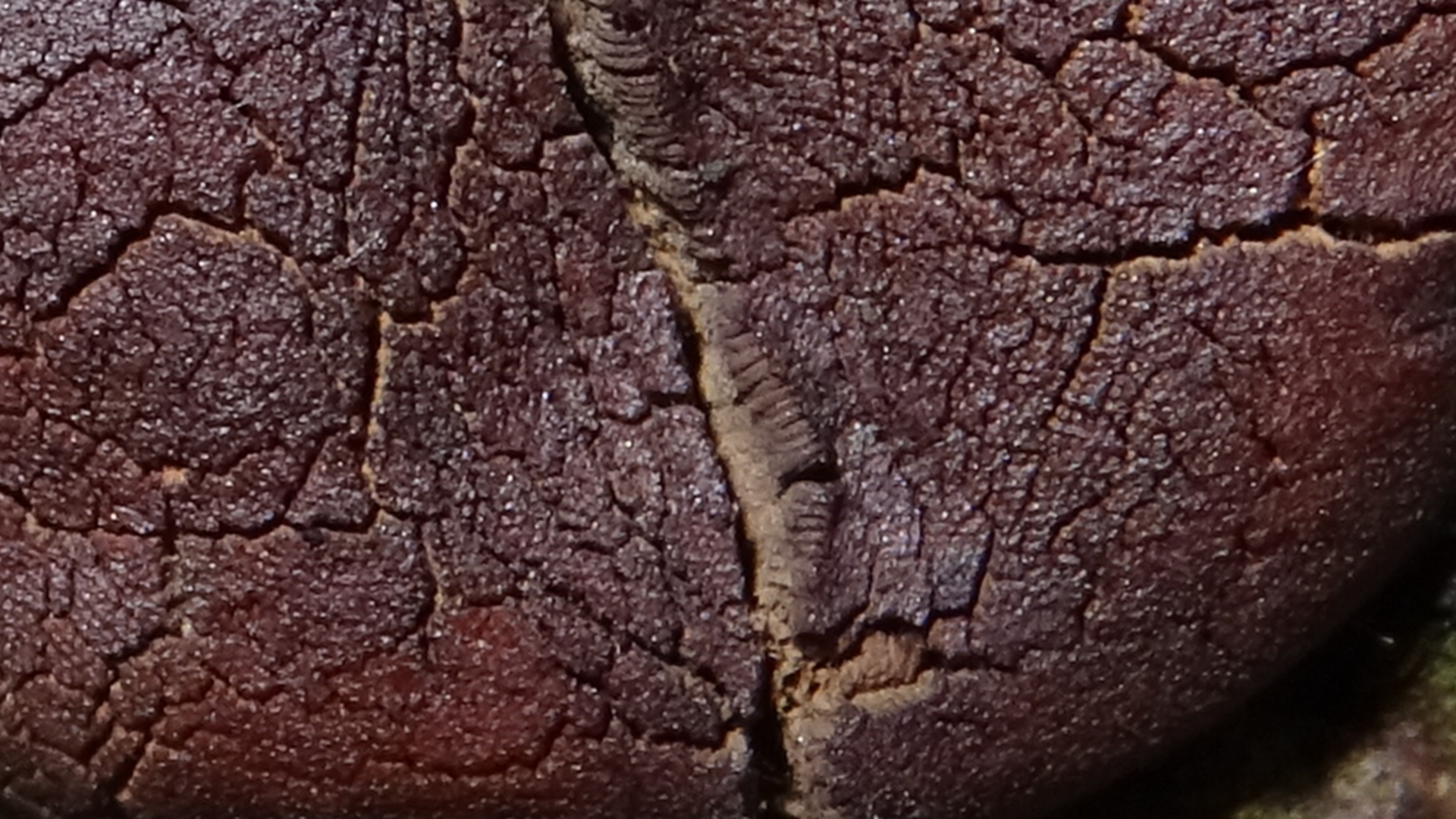 Slime Mould
Dictydiaethalium plumbeum