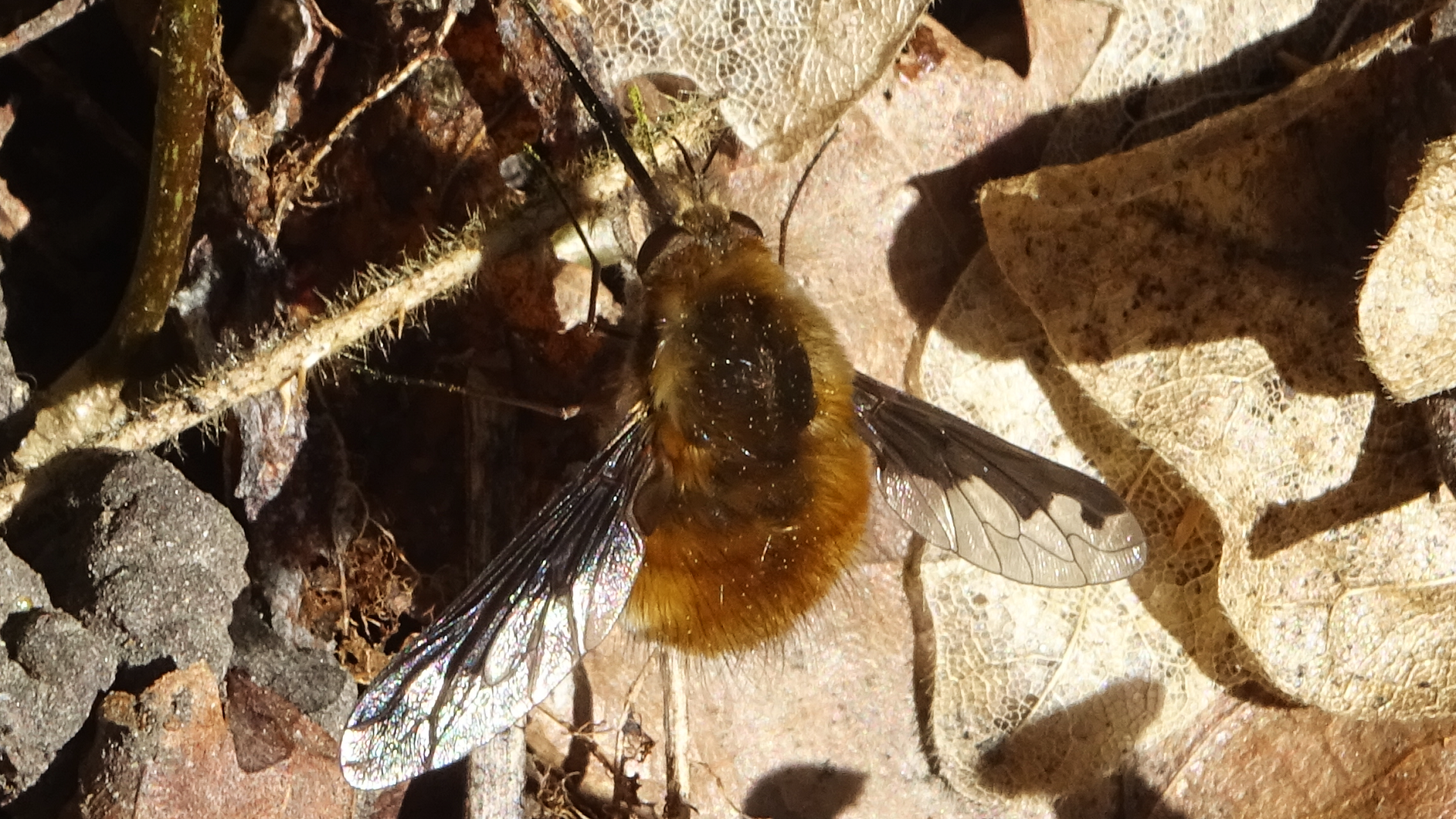 Bee Fly