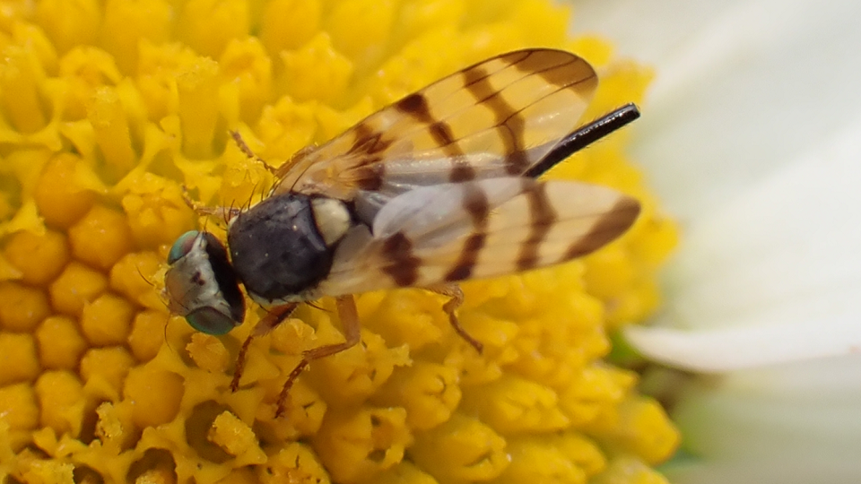 Fruit Fly
Urophora jaceana
