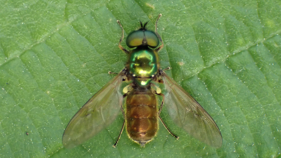 Chloromyia formosa