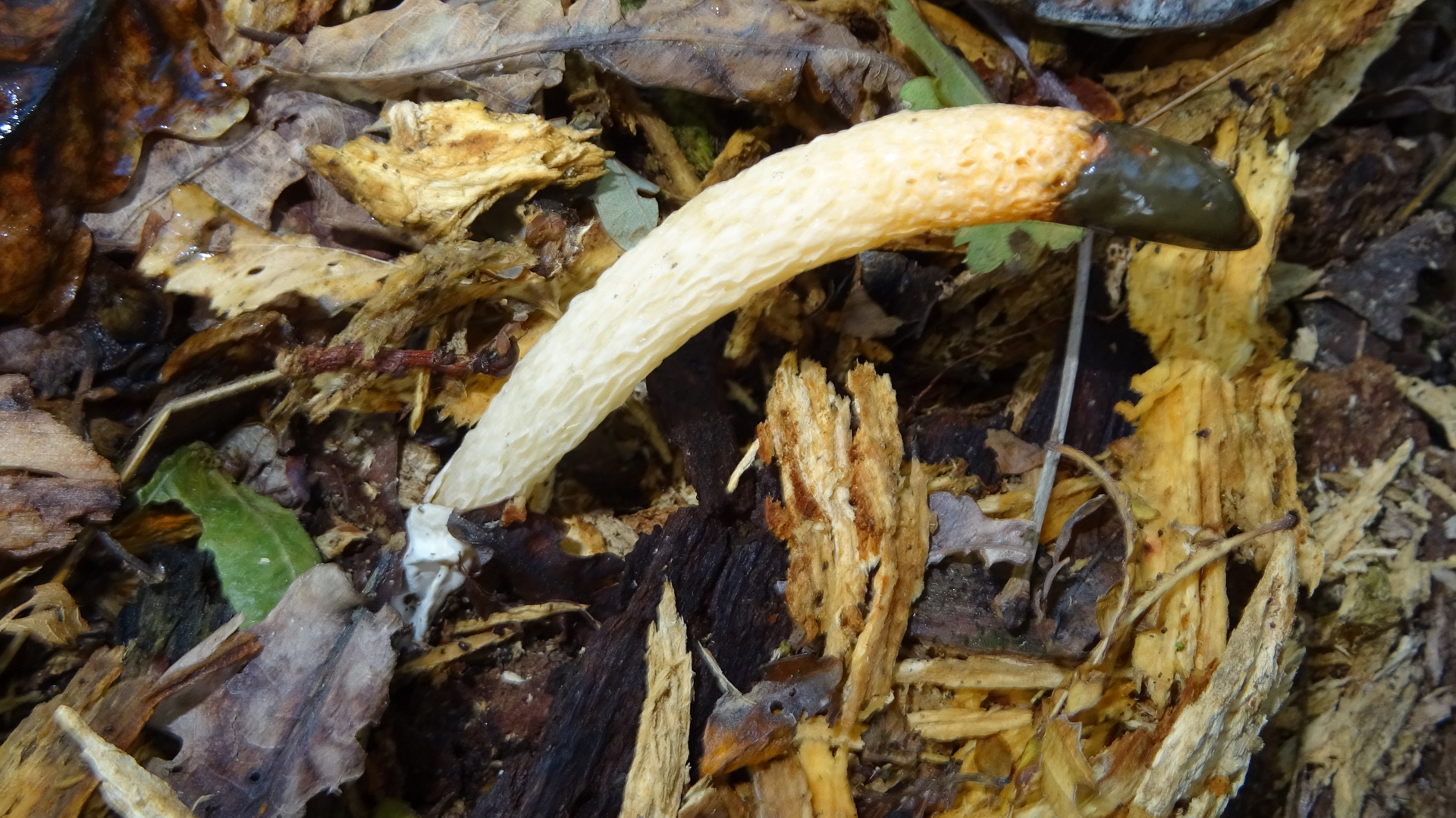 Dog Stinkhorn
Mutinus caninus