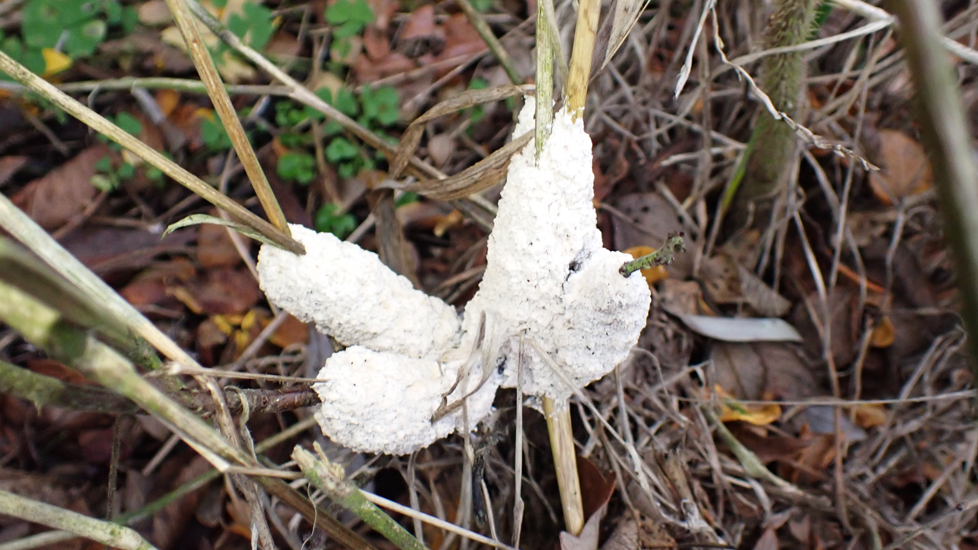 Dog Vomit Slime Mould
Mucilago crustacea