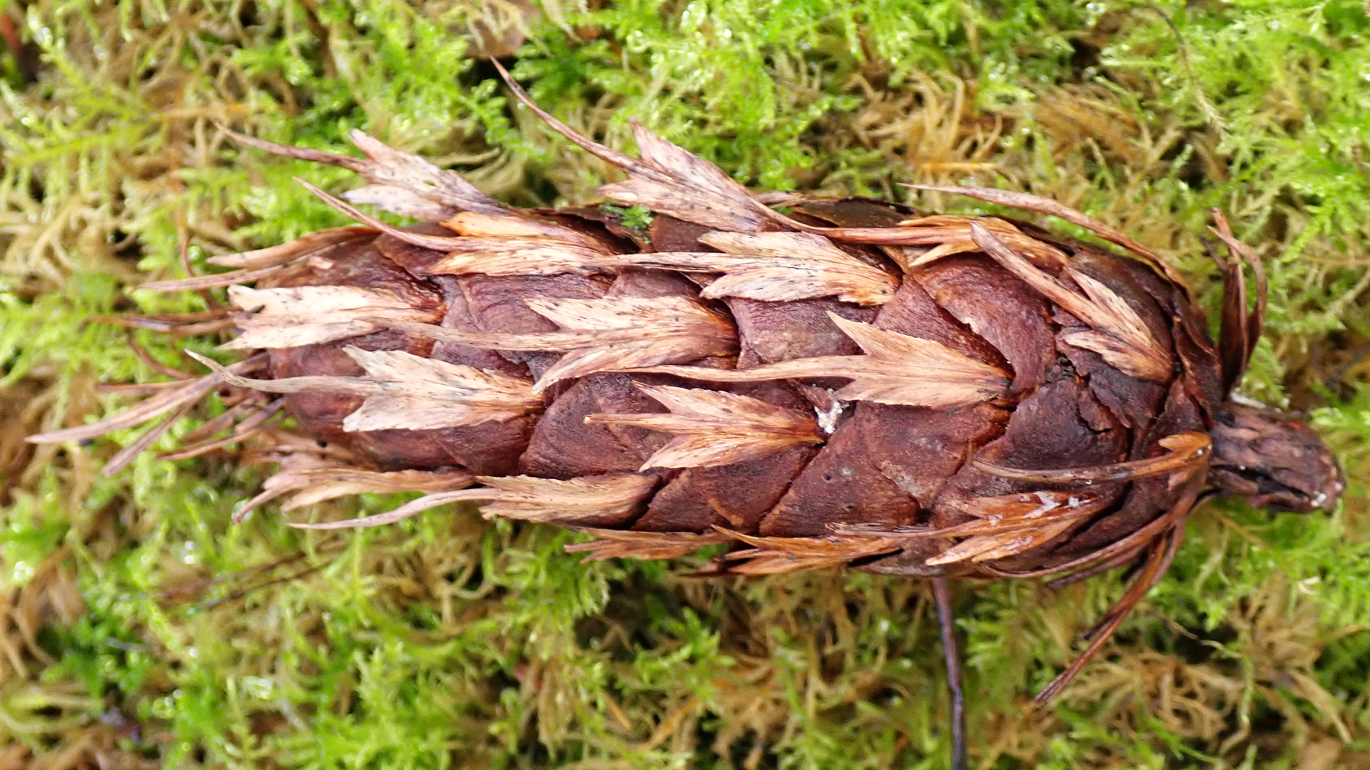 Douglas Fir Cone