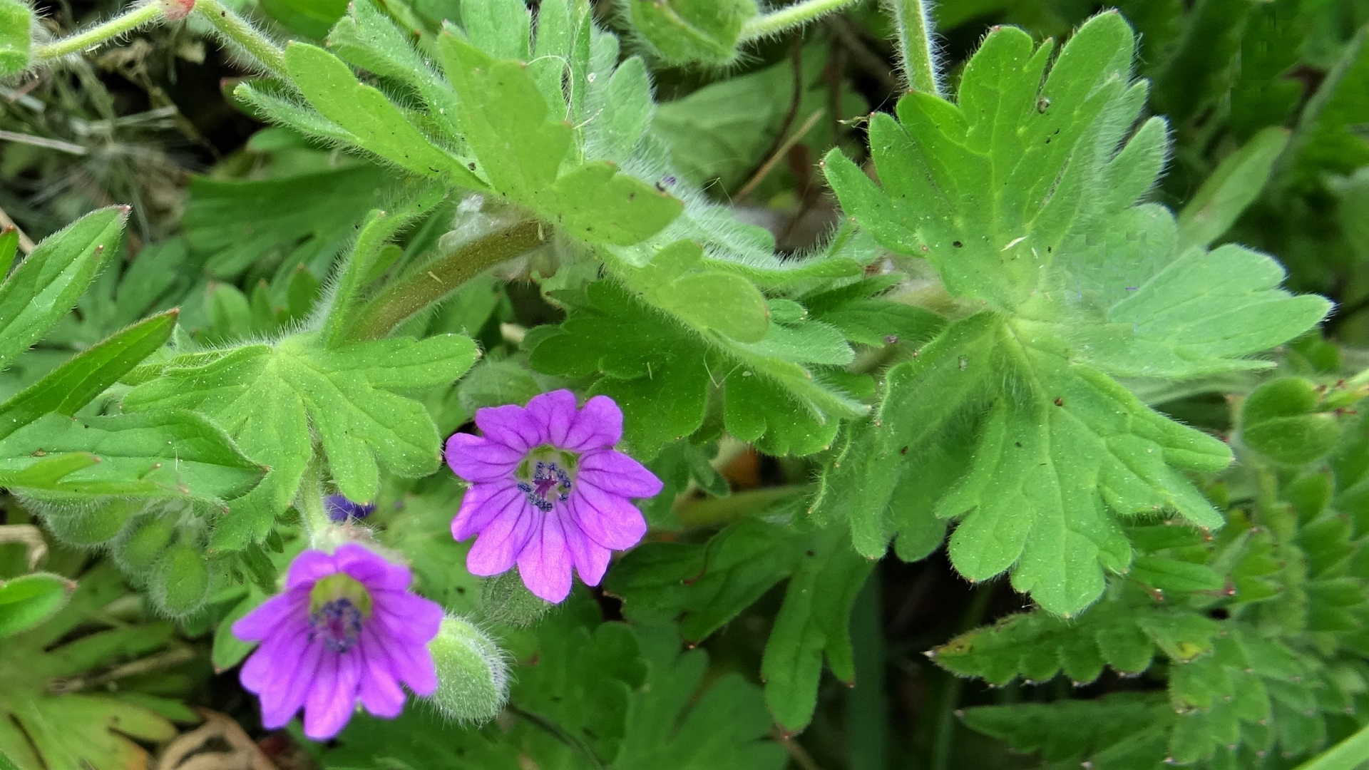 Dovesfoot Cranesbill 