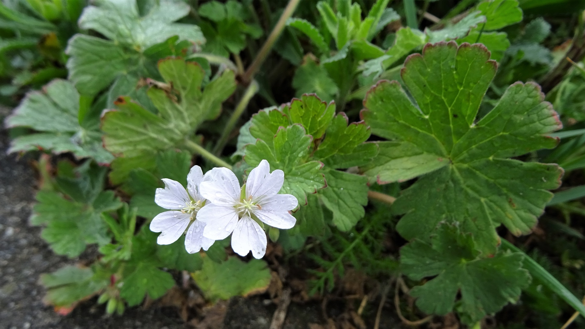 Dovesfoot Cranesbill 