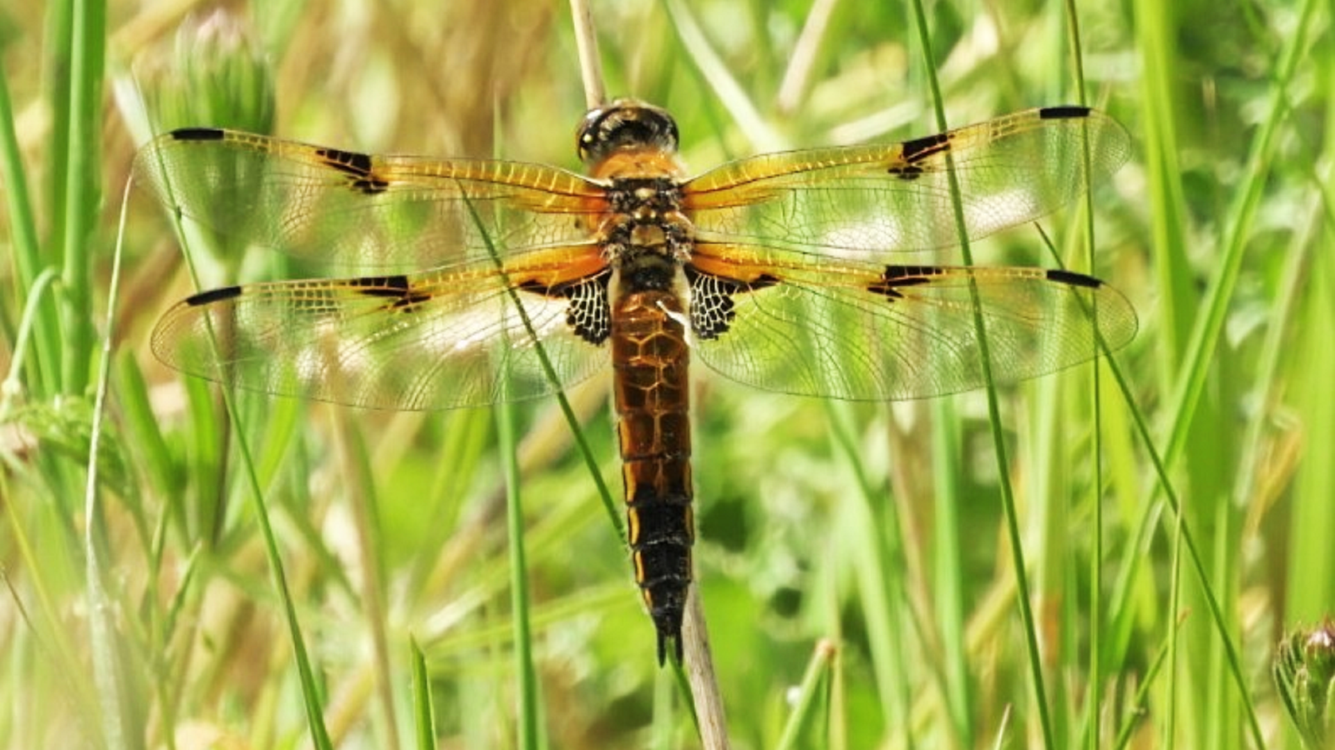 Four-spotted Chaser
Libellula quadrimaculata