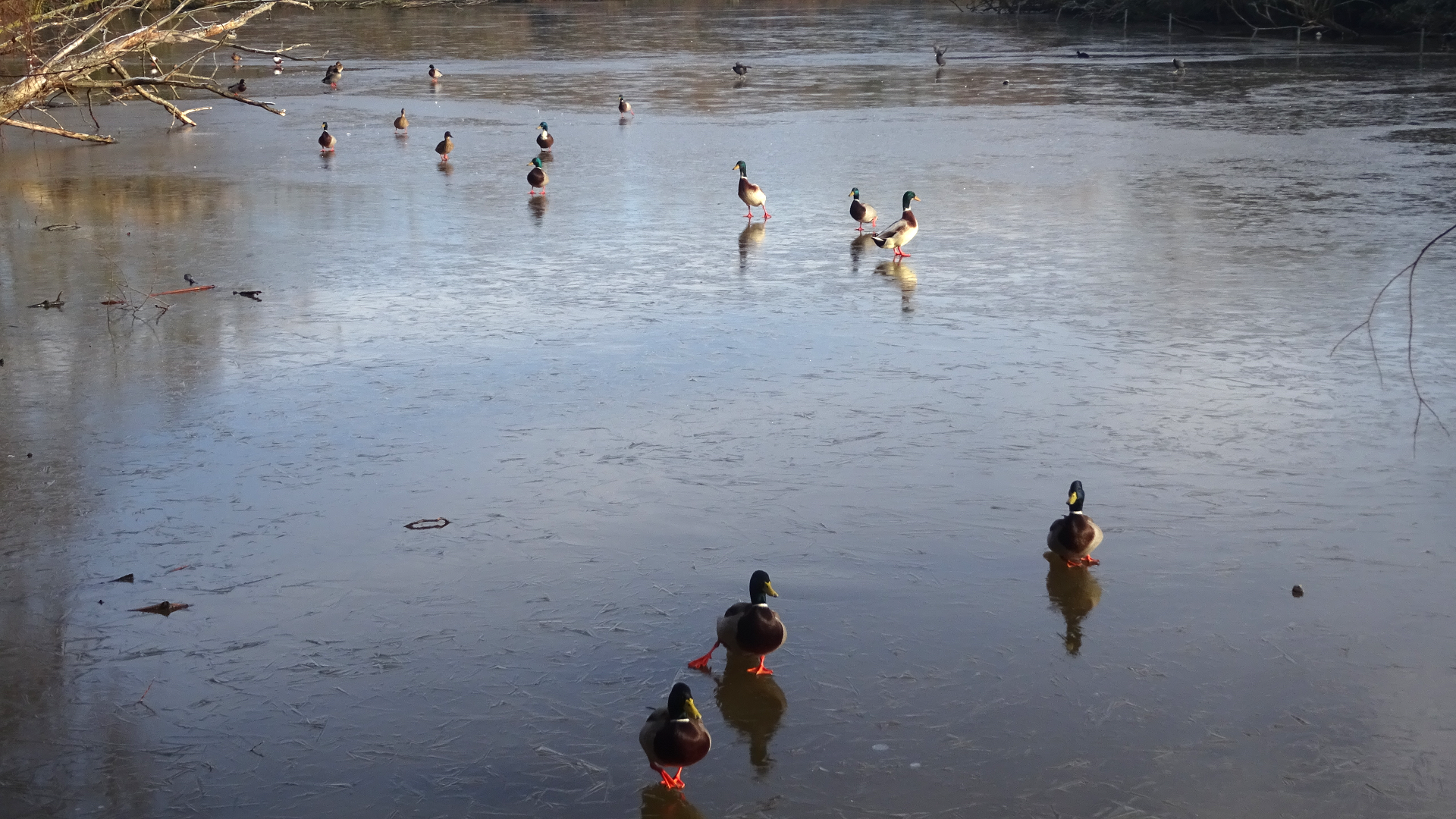 Frozen Lake