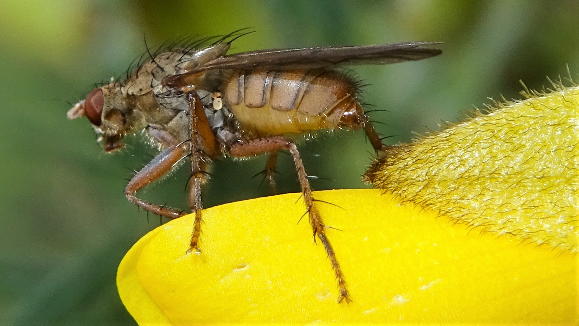 Dung Fly
Scathophaga