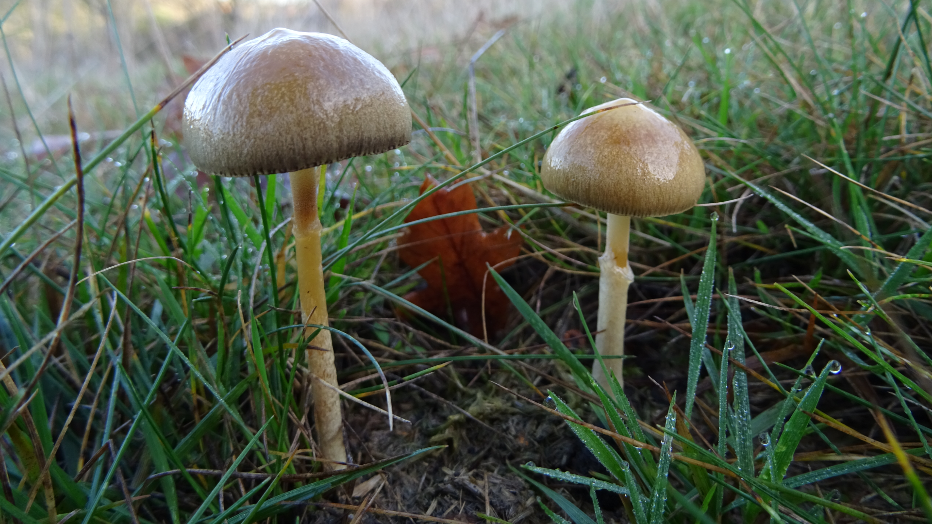 Dung Roundhead
Protostropharia semiglobata