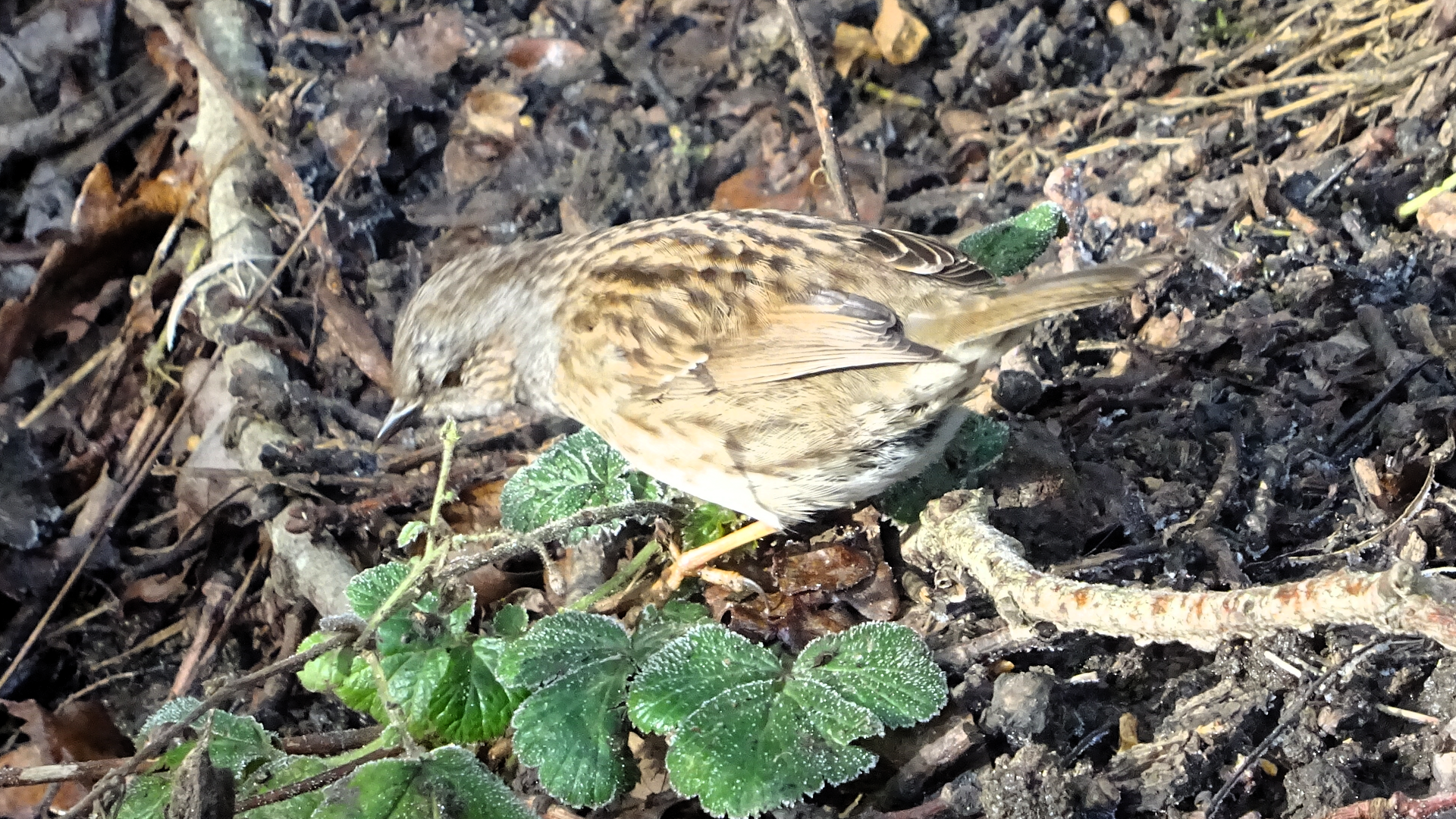 Dunnock